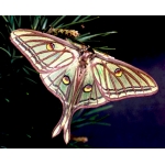 Spanish Moon Moth G isabellae eggs